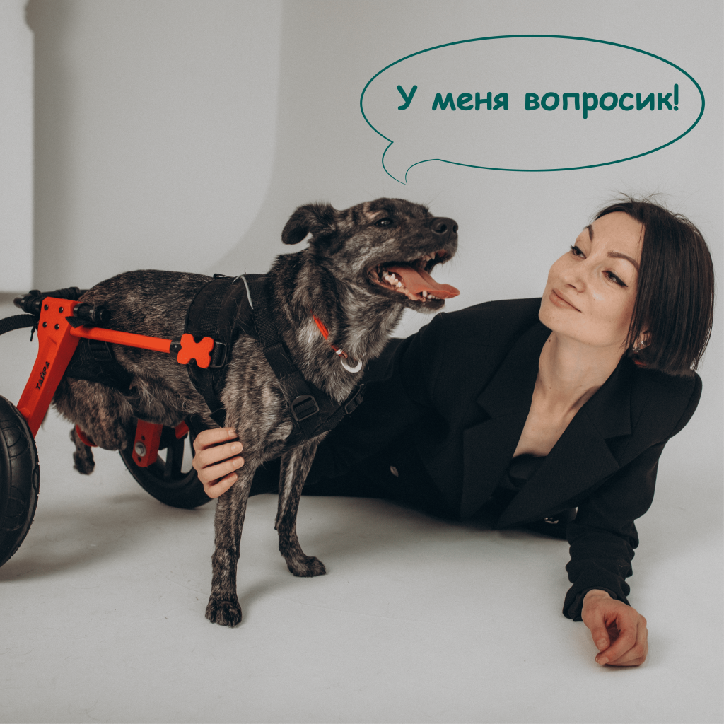Инвалидные коляски для питомцев LapaGo